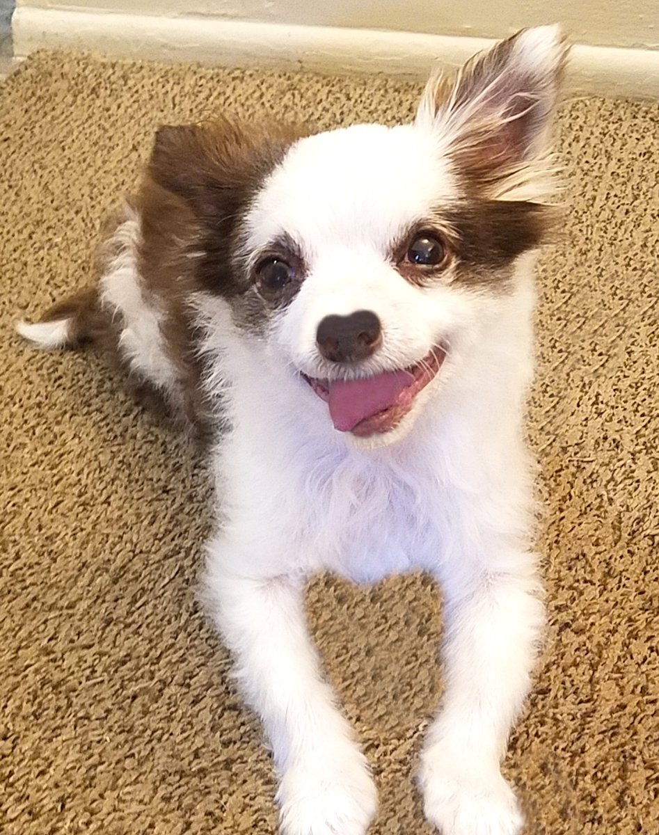 CharliePawsUp's tweet photo. Happy #WontLookWednesday !🎉
* I always LOOK👀 cuz I wuv being in da spotlight!😂🤣
Mama says my respiratory infection iz finally gone &amp; I iz eating everyfing in sight again!😋😂
➡️Please RETWEET my PINNED Tweet! It HELPS so much! Wuv Yoo!💕
RETWEET🙏❤️🐶
#DogsofX #ZSHQ #CatsofX https://t.co/PKor78CDmU