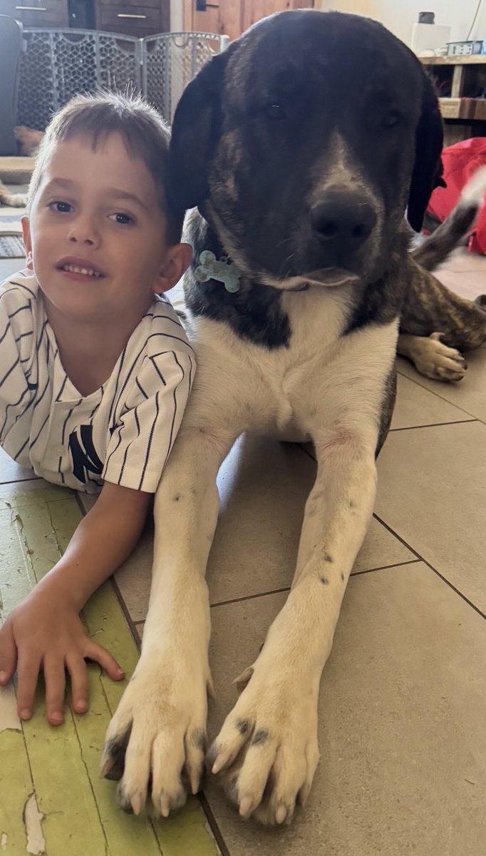 JenniferEvn22's tweet photo. My oldest and Snuggles laying on the floor together. They are both seeking my attention

#SaveSnuggles https://t.co/AiedZxjYWd