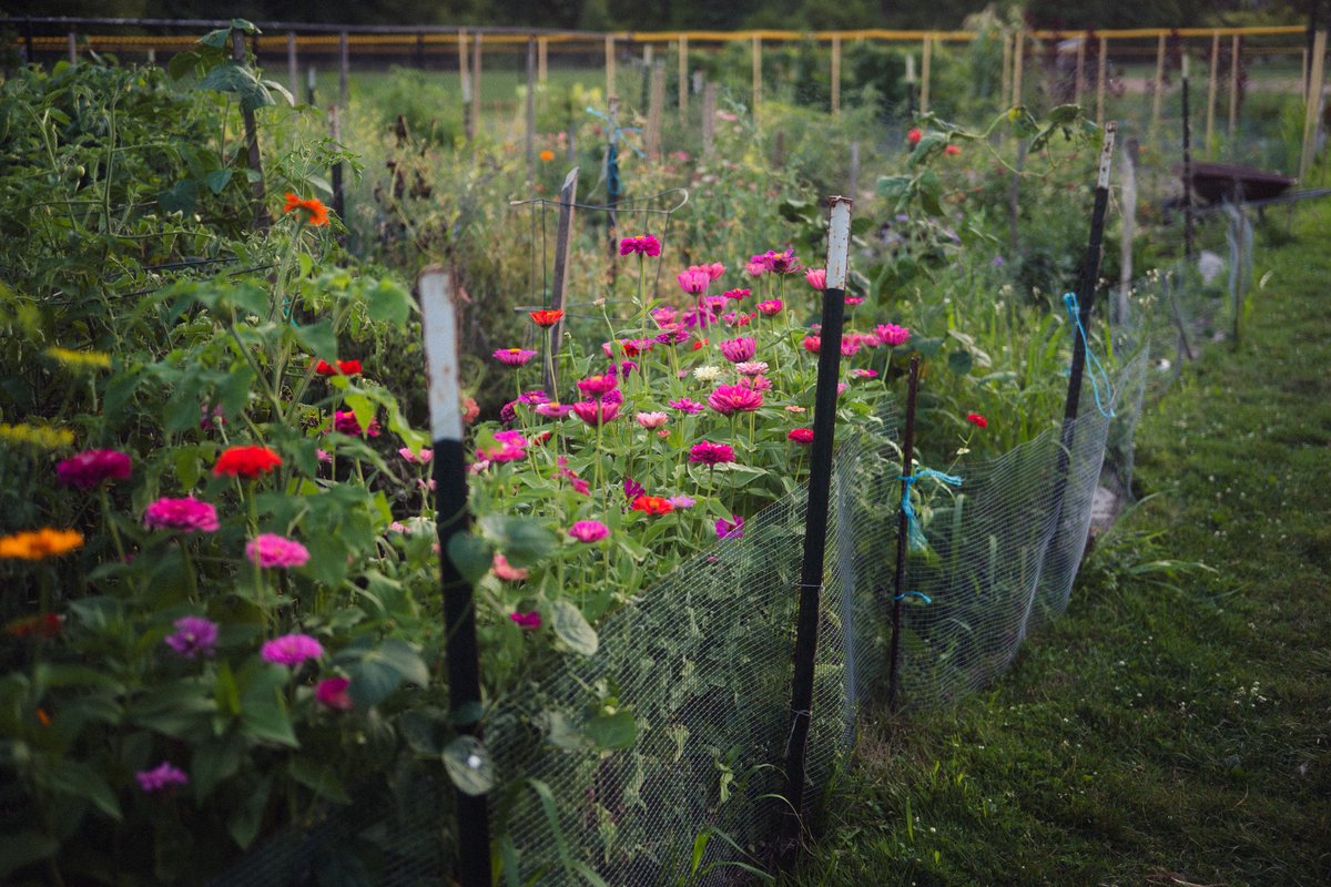 twashstarcrazy's tweet photo. sunset at the garden https://t.co/kvxfAYCHPf