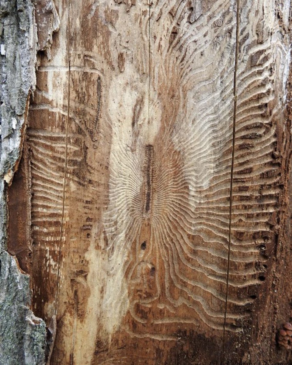 angelshit's tweet photo. Artwork by anonymous bark beetles https://t.co/bnvUZLSdkQ