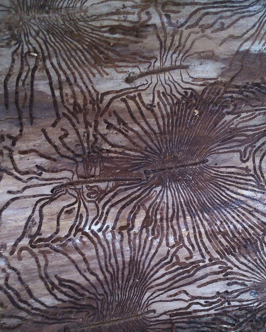 angelshit's tweet photo. Artwork by anonymous bark beetles https://t.co/bnvUZLSdkQ