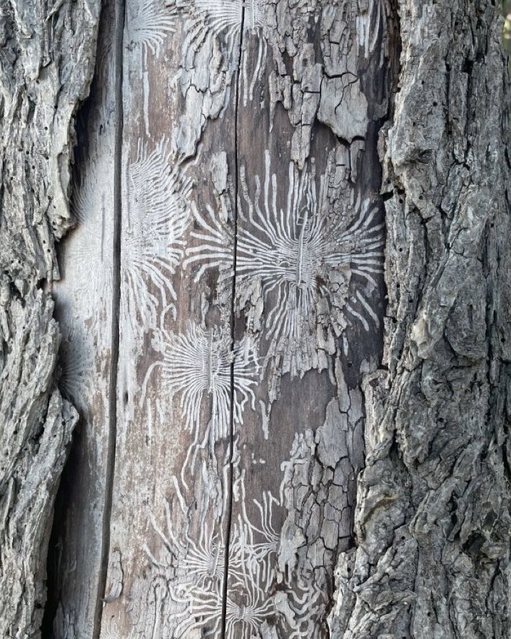 angelshit's tweet photo. Artwork by anonymous bark beetles https://t.co/bnvUZLSdkQ