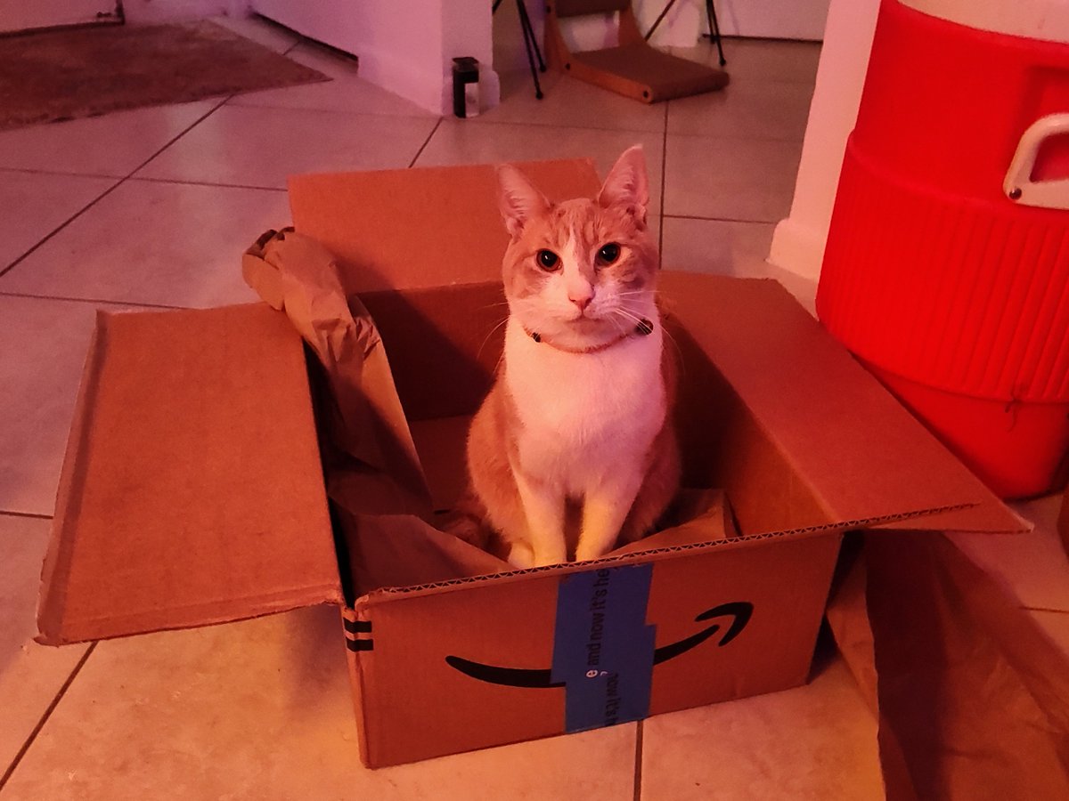 PeanutandStash's tweet photo. Everyone,
I think this is my new favorite box! ๐ป
I know I said that with the last box and it was true at the time. It WAS my favorite box but I have grown since and matured as a cat and now have moved on. ๐ฝ
#CatsLovers #catsonx #catsandboxes #sendtreats https://t.co/oxi4ZXRsfT