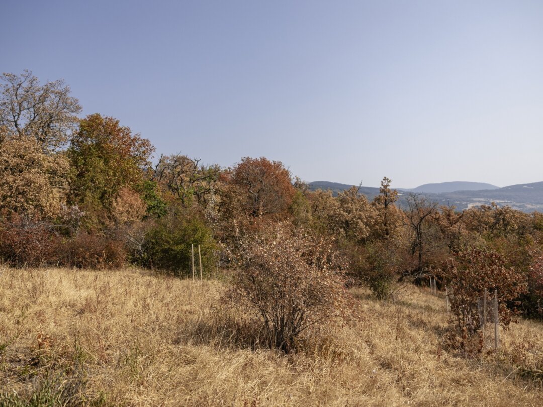 Albert_GdC's tweet photo. @ActisAndres Así están los prados y los bosques suizos, lo nunca visto. Desde marzo viene lloviendo menos de la mitad de lo habitual. https://t.co/Ht9xKF1hez