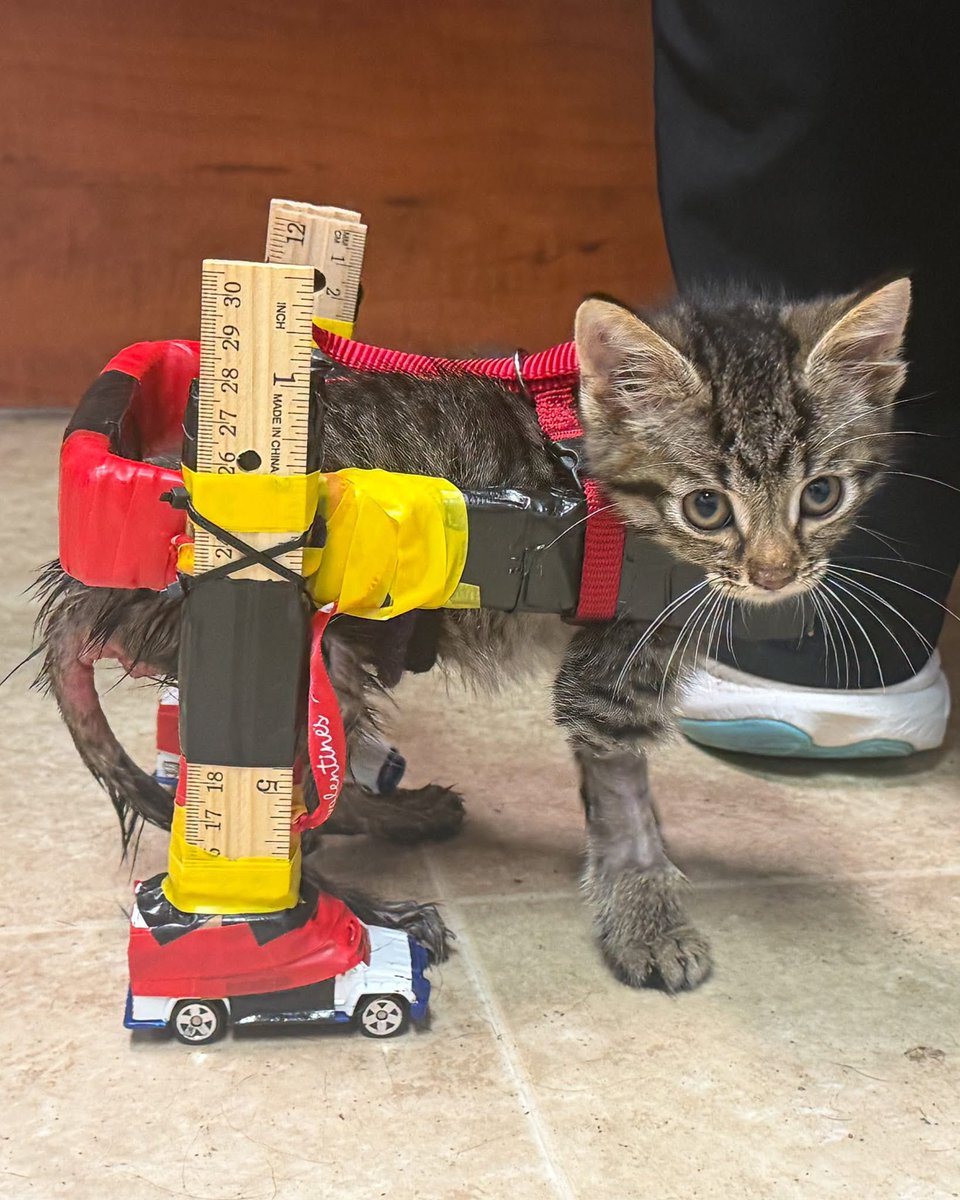 HumansNoContext's tweet photo. An Ohio shelter kitten went viral after volunteers built him a homemade wheelchair using rulers and Hot Wheels cars.

He has now received a custom 3D-printed wheelchair to help him move around more comfortably. ❤️‍🩹🐈 https://t.co/3k1c8iRrcf