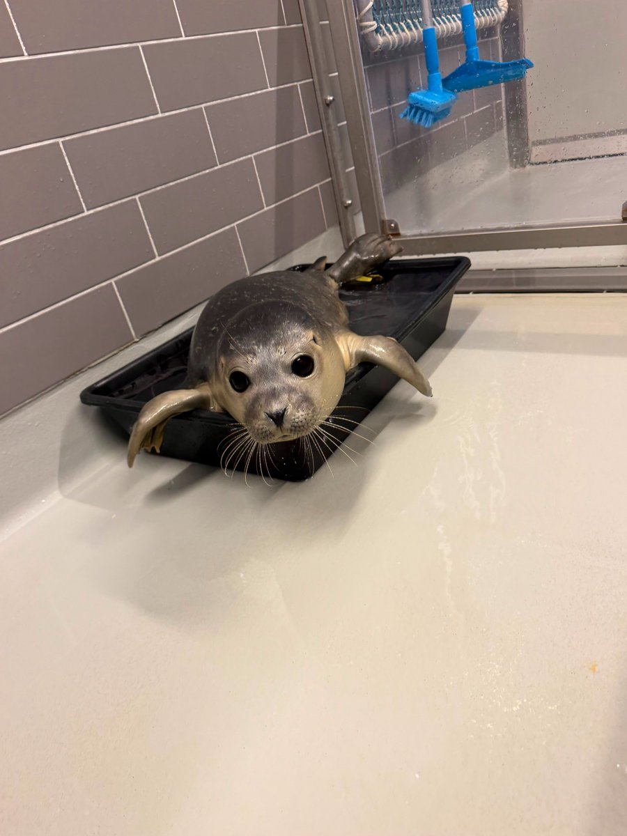 Zeehondencreche's tweet photo. This tub is meant for catching fish... but Lucas (formerly Shinkansen, first 2 photos) and Oranda (last 2) had other ideas. 😄🦭

Instead of just eating from it, they turned it into their own tiny swimming pool. https://t.co/ZSpgzckraJ