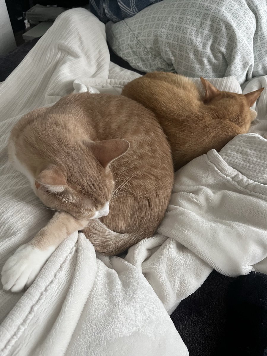 blessmecs's tweet photo. @RobinhoodApp Please meow 🙂🙂 https://t.co/KWQd61jkyL