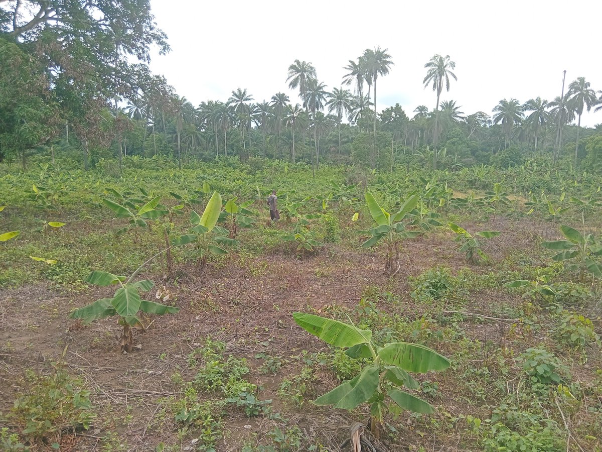 dotzcila884's tweet photo. Should probably advertise myself on here. I got the opportunity to start a business centered on cocoa production  and flanked by plantain and a little bit of oil palm. 
Dreaming big, working hard, bright future on the horizon ❤️ https://t.co/WY7jg0IFID