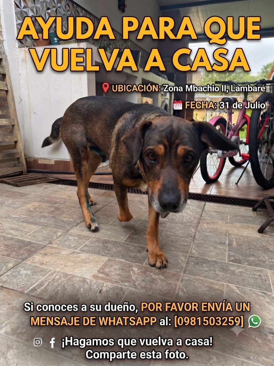defensanimalpy's tweet photo. 🚨 ¡AYÚDANOS A ENCONTRAR A SU FAMILIA! 🐶🏡

Este perrito fue encontrado en la zona Mbachio II, Lambaré, el 31 de julio, y se encuentra resguardado mientras buscamos a sus dueños.

📲 Si lo reconoces o conoces a su familia, envía un mensaje de WhatsApp al 0981 503 259. https://t.co/j6jvwfZ213