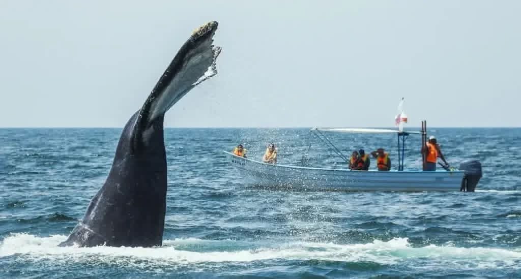 AnatoNacional's tweet photo. 📰#NoticiadeTurismo 

"ANATO explicó que uno de los principales atractivos para este tipo de #turismo es el avistamiento de #ballenas jorobadas, un fenómeno natural que cada año, entre los meses de #julio y #octubre, atrae a miles de #viajeros interesados en observar el recorrido de estos cetáceos, que llegan a las costas colombianas para reproducirse y cuidar a sus crías".

https://t.co/c7YNj2QwOS
Vía: @DiarioElisleno 
@PaulaCortesC