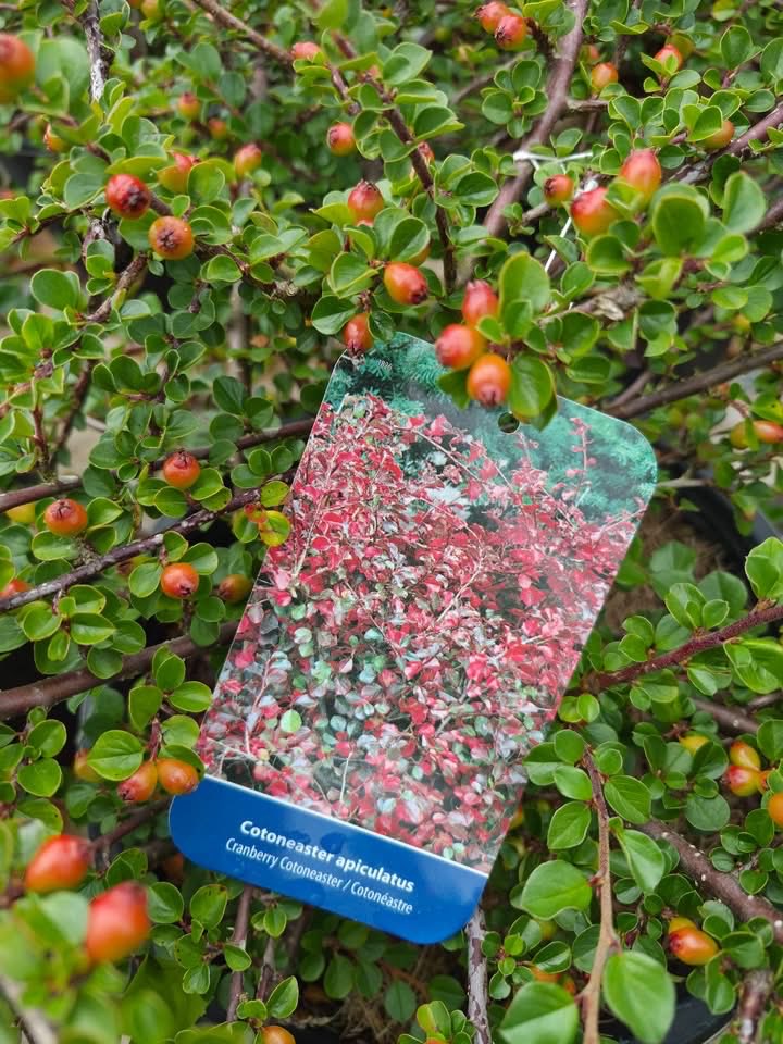 123murrey's tweet photo. 📢Regatta Day Sale! 25% off all shrubs, from burning bushes, dappled willows, spireas, hydrangeas + much more 👏 If you’ve been wanting to plant a new shrub, the time is now! 🌿🌸RiseandShine Nursery #Goulds #StJohns #NL 

Open daily! See you here.
📍829 Main Rd, Goulds https://t.co/R2fjKBUrA2