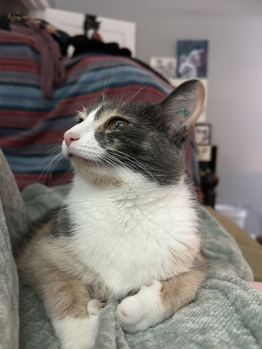 oreoeocat's tweet photo. Stares wistfully into the distance https://t.co/hOgG3TAzLW