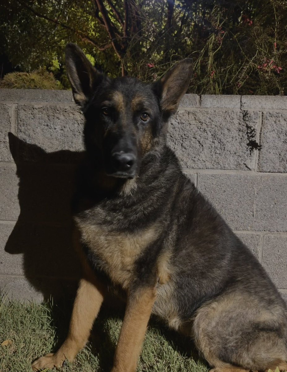 veenevaeh's tweet photo. rest easy my sweet girl 🖤 https://t.co/0HLKDXHyIu
