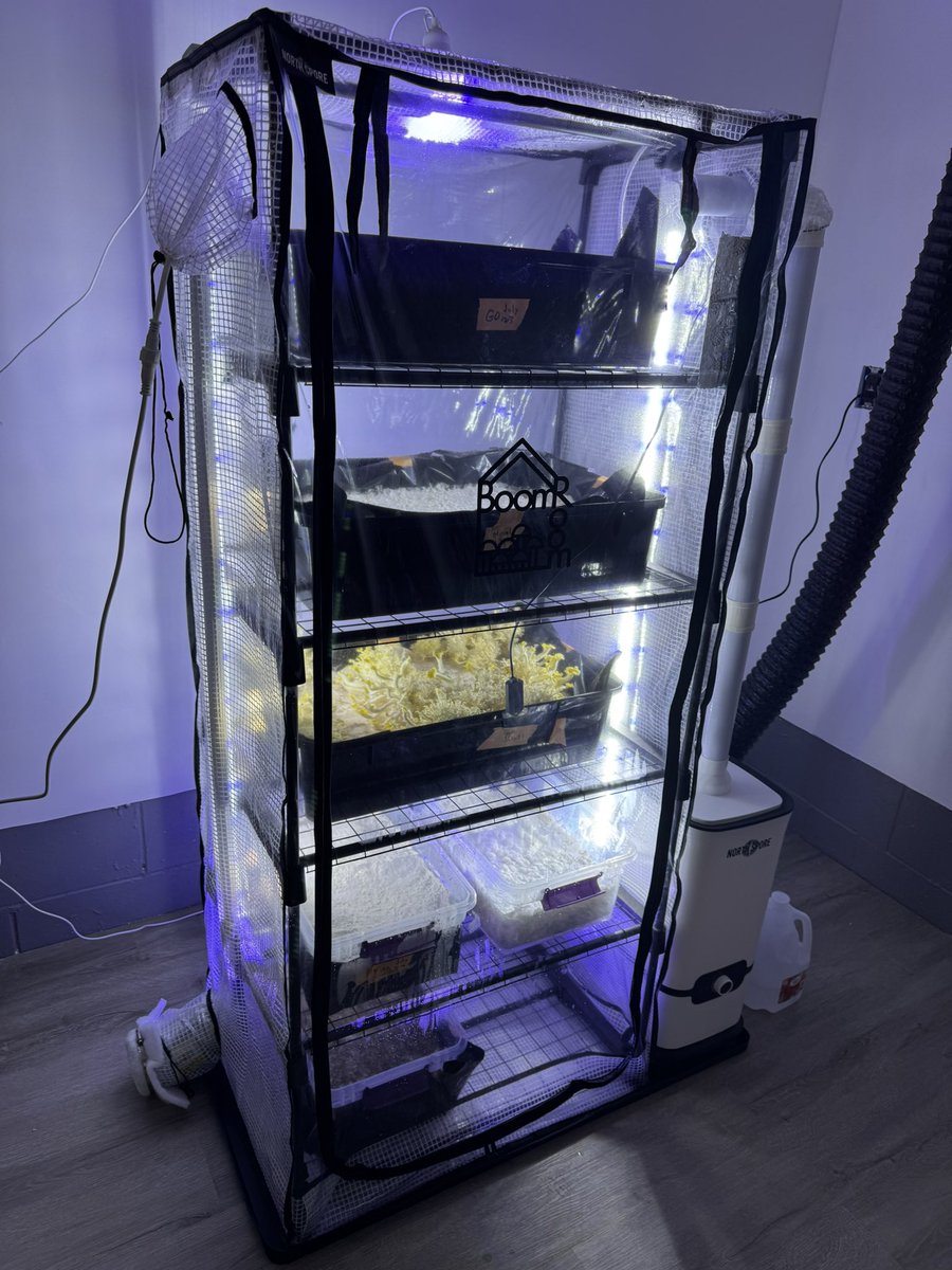 PresidentNoble_'s tweet photo. Optimus Prime #northspore #marthatent #mushrooms #growtent #BlueOysters #GoldenOysters #Chestnut https://t.co/gF0VmW1drF