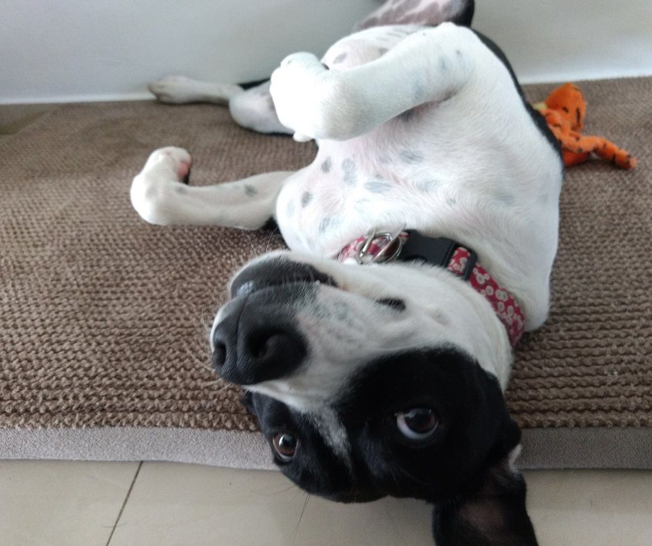 MidasDogTrain's tweet photo. Good behavior starts with consistent training. We provide personalized guidance to help your dog develop the skills needed for a happier life at home and beyond.

#MidasTouchDogObedienceSchool #Dog #Puppy #Training https://t.co/knVjlvI6zL