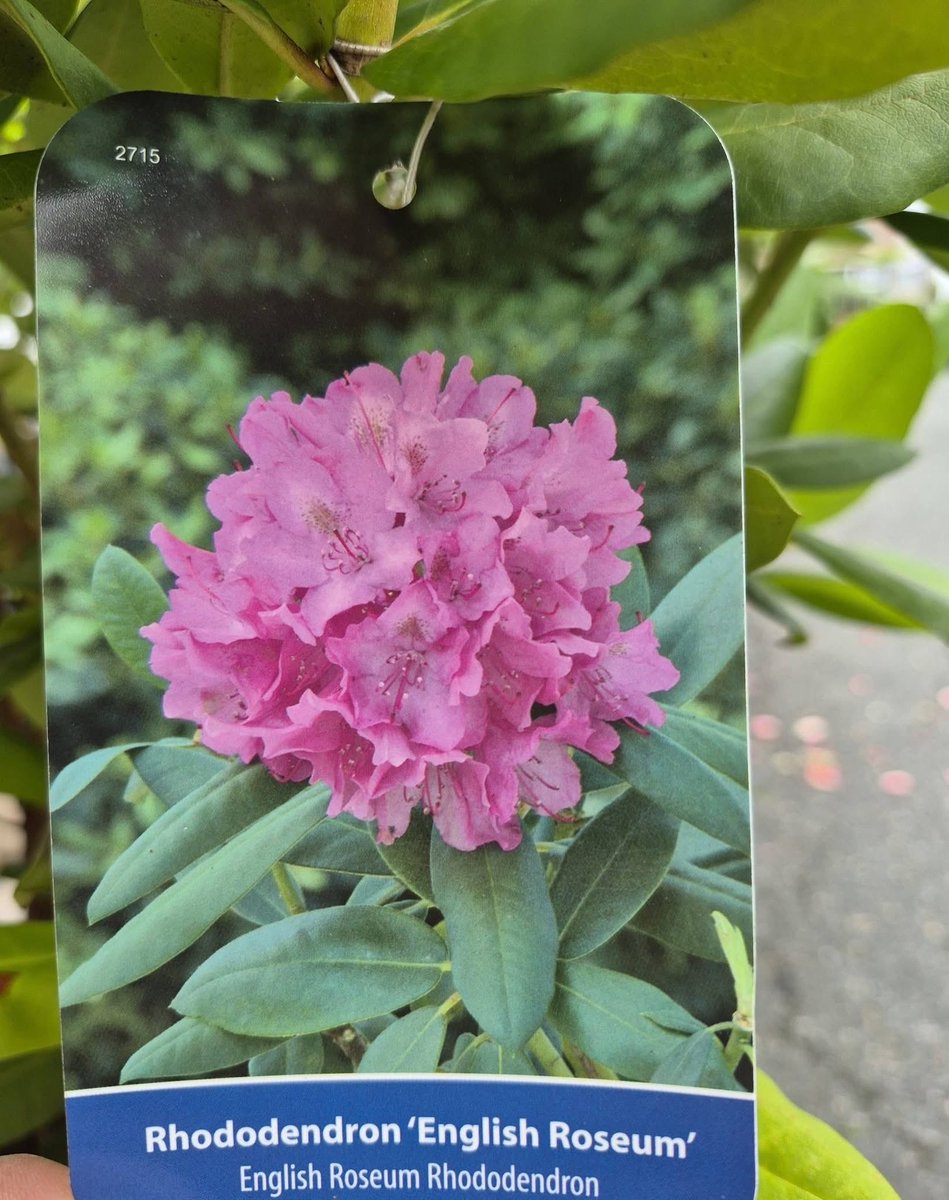 123murrey's tweet photo. 📢Regatta Day Sale! 25% off all shrubs, from burning bushes, dappled willows, spireas, hydrangeas + much more 👏 If you’ve been wanting to plant a new shrub, the time is now! 🌿🌸RiseandShine Nursery #Goulds #StJohns #NL 

Open daily! See you here.
📍829 Main Rd, Goulds https://t.co/4RYMRTaTFj