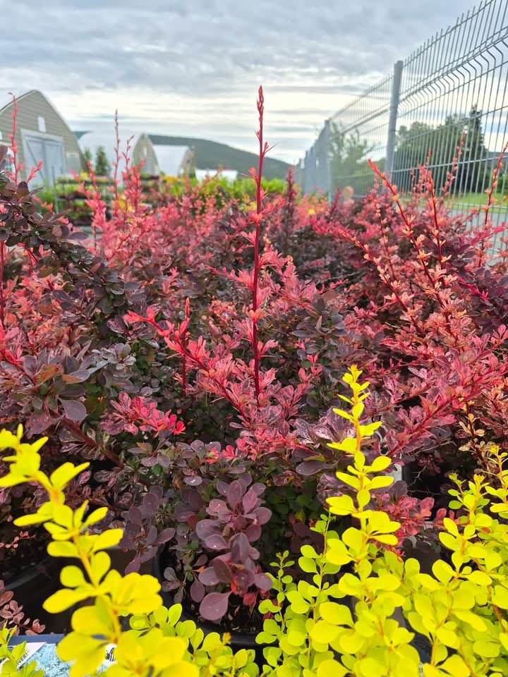 123murrey's tweet photo. 📢Regatta Day Sale! 25% off all shrubs, from burning bushes, dappled willows, spireas, hydrangeas + much more 👏 If you’ve been wanting to plant a new shrub, the time is now! 🌿🌸RiseandShine Nursery #Goulds #StJohns #NL 

Open daily! See you here.
📍829 Main Rd, Goulds https://t.co/4RYMRTaTFj