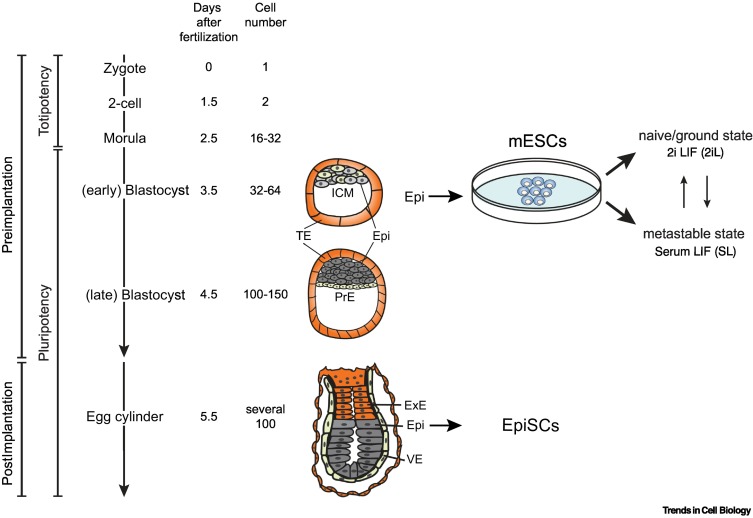 TrendsCellBio's tweet photo. Microtubule function in pluripotent mouse embryonic stem cells https://t.co/U4dKr8whww https://t.co/6Co5DJAhkD