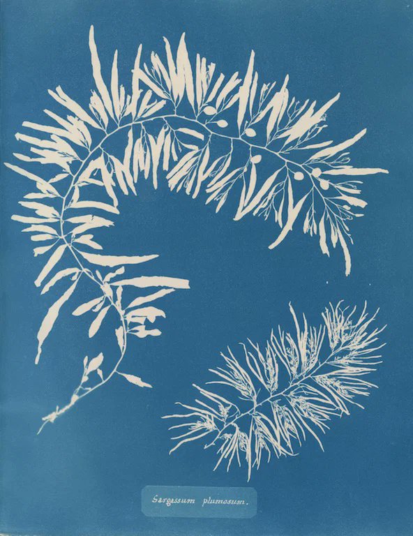 MeditateColor's tweet photo. Anna Atkins, Photographs of British Algae: Cyanotype Impressions. 1843.

The first book illustrated entirely with photographs. Atkins used the newly invented cyanotype process to record seaweed directly onto sensitized paper. https://t.co/OOfFPOTofR