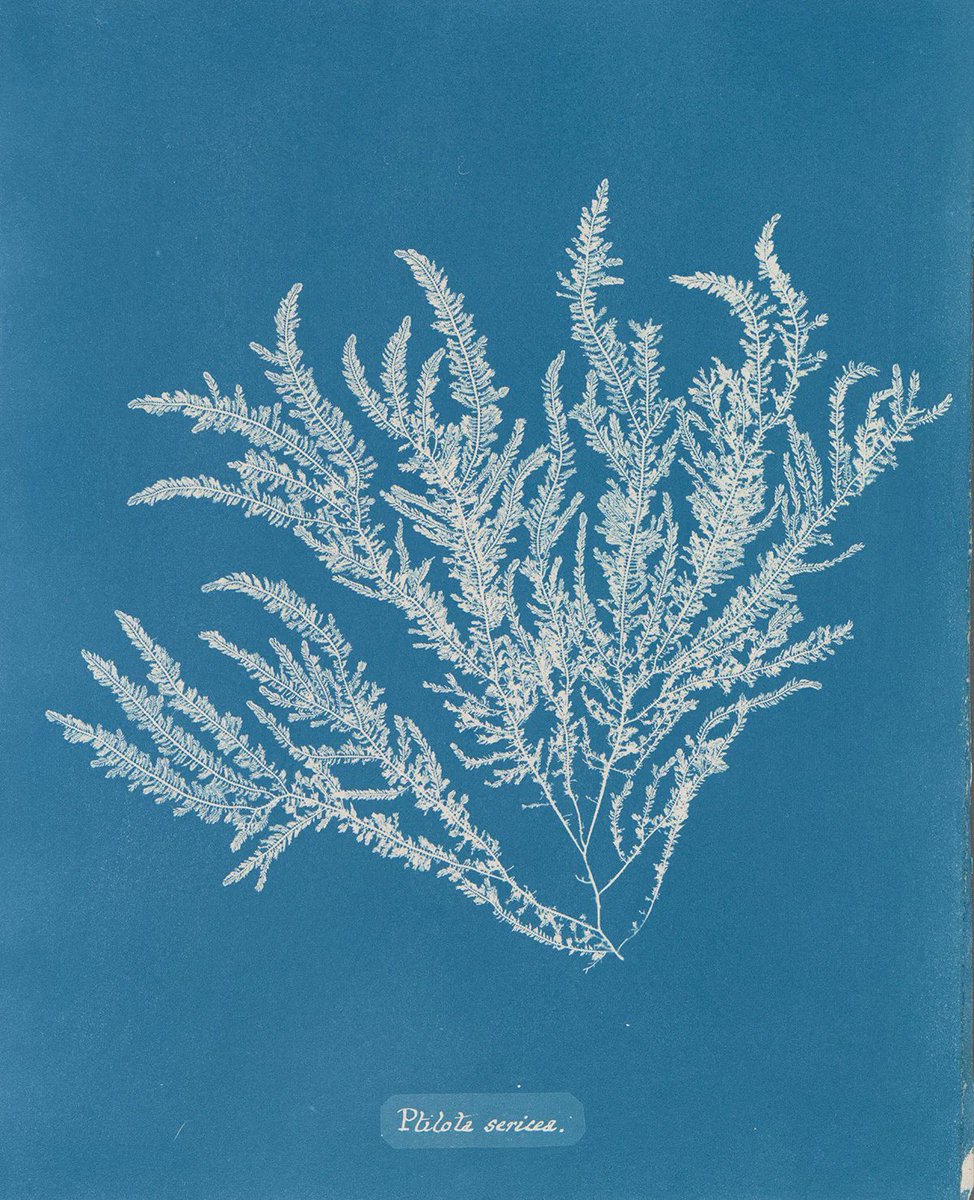 MeditateColor's tweet photo. Anna Atkins, Photographs of British Algae: Cyanotype Impressions. 1843.

The first book illustrated entirely with photographs. Atkins used the newly invented cyanotype process to record seaweed directly onto sensitized paper. https://t.co/OOfFPOTofR