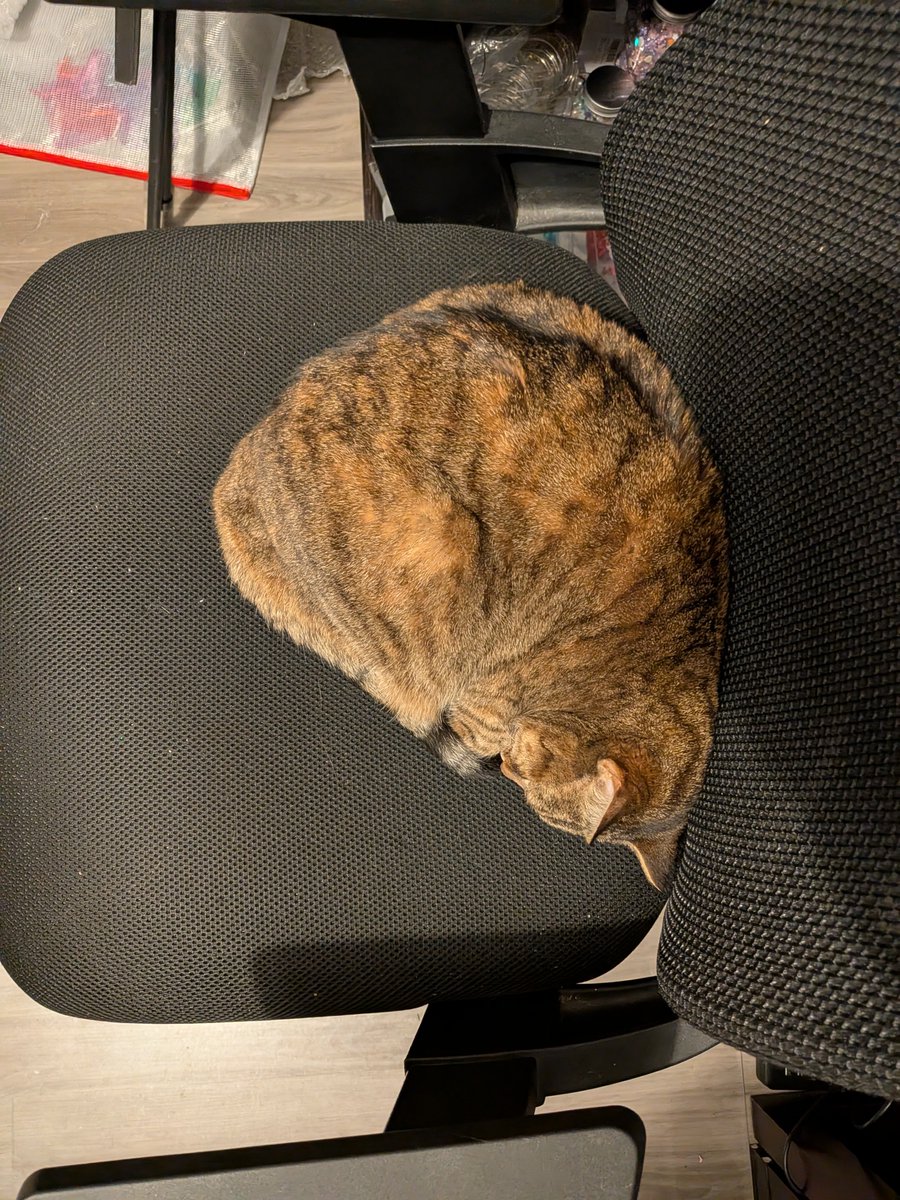 Blakeydrake's tweet photo. @KumiVT This is my cat. https://t.co/2KAlB6b049