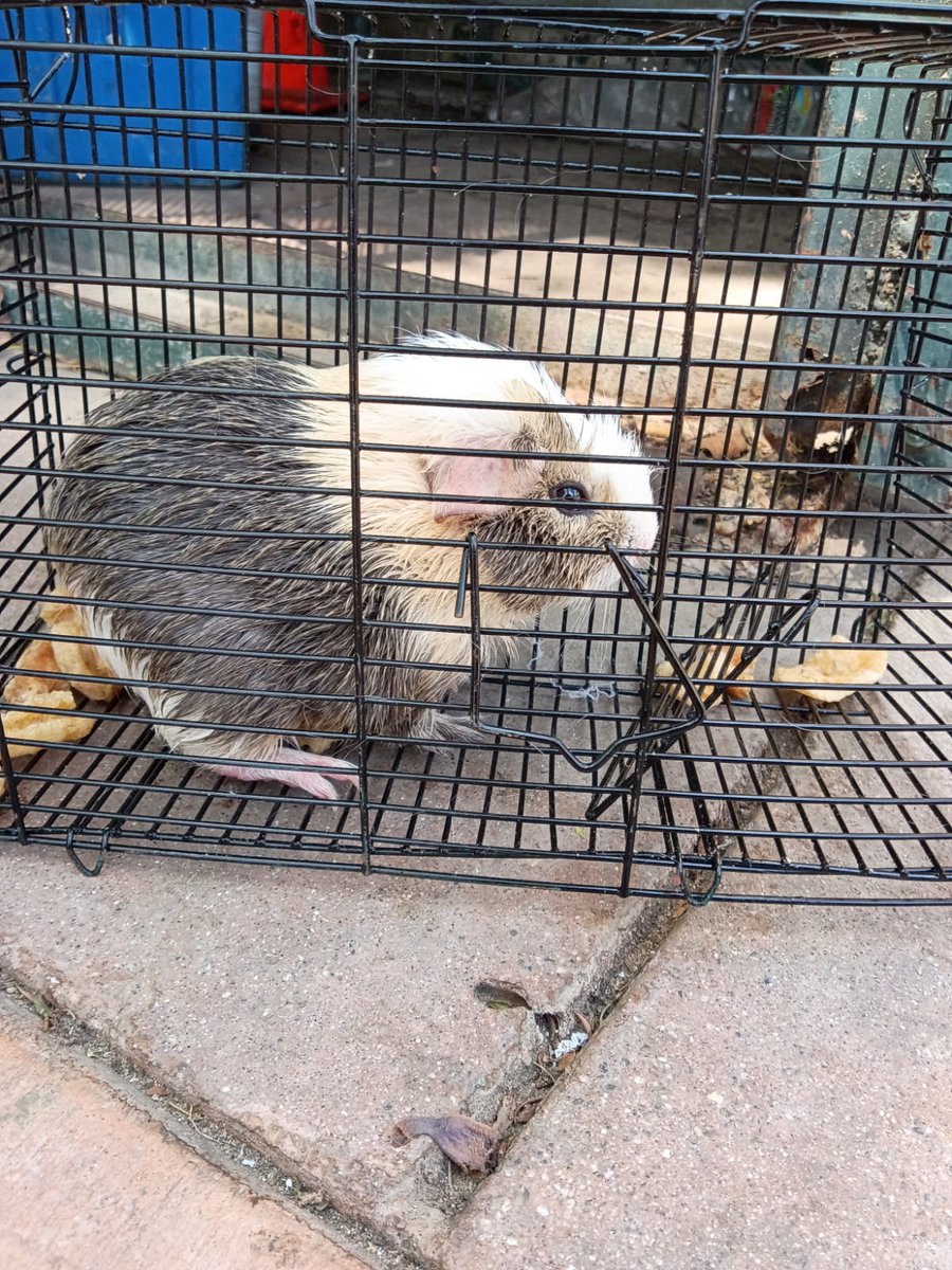 joey_tuccio's tweet photo. Can anybody take in a guinea pig that was dumped on Skid Row? https://t.co/wimWKyb28D