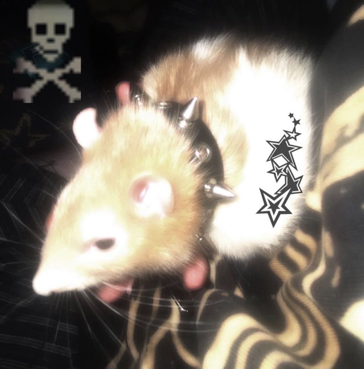ichewthings's tweet photo. punk rat https://t.co/0EcFiZyPUQ