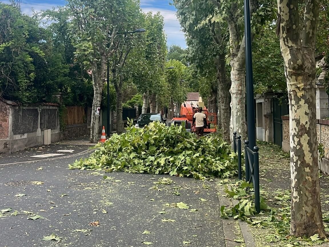 leparisien_91's tweet photo. « C’est complètement immoral » : des oiseaux morts et des nids saccagés après des travaux d’élagage à Ris-Orangis
➡️ https://t.co/hWXD47iQp3 https://t.co/Qsg58LCLPR