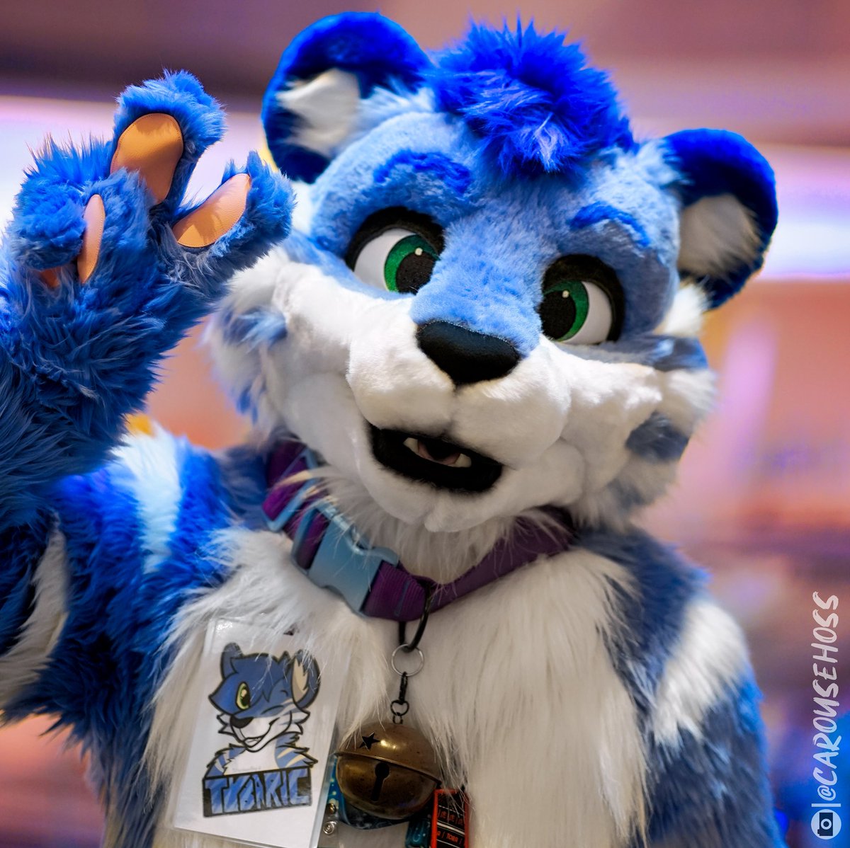 TybaricTiger's tweet photo. My fursuit turns 4 years old today! 🎉 I can’t express how much joy this fluffy boy has given me over the years. Countless hugs, many uppies, and tons of photos later, he’s still going strong, and I’m excited for even more great memories to make with you all as time goes on 💙 https://t.co/K0XgIAS1A3