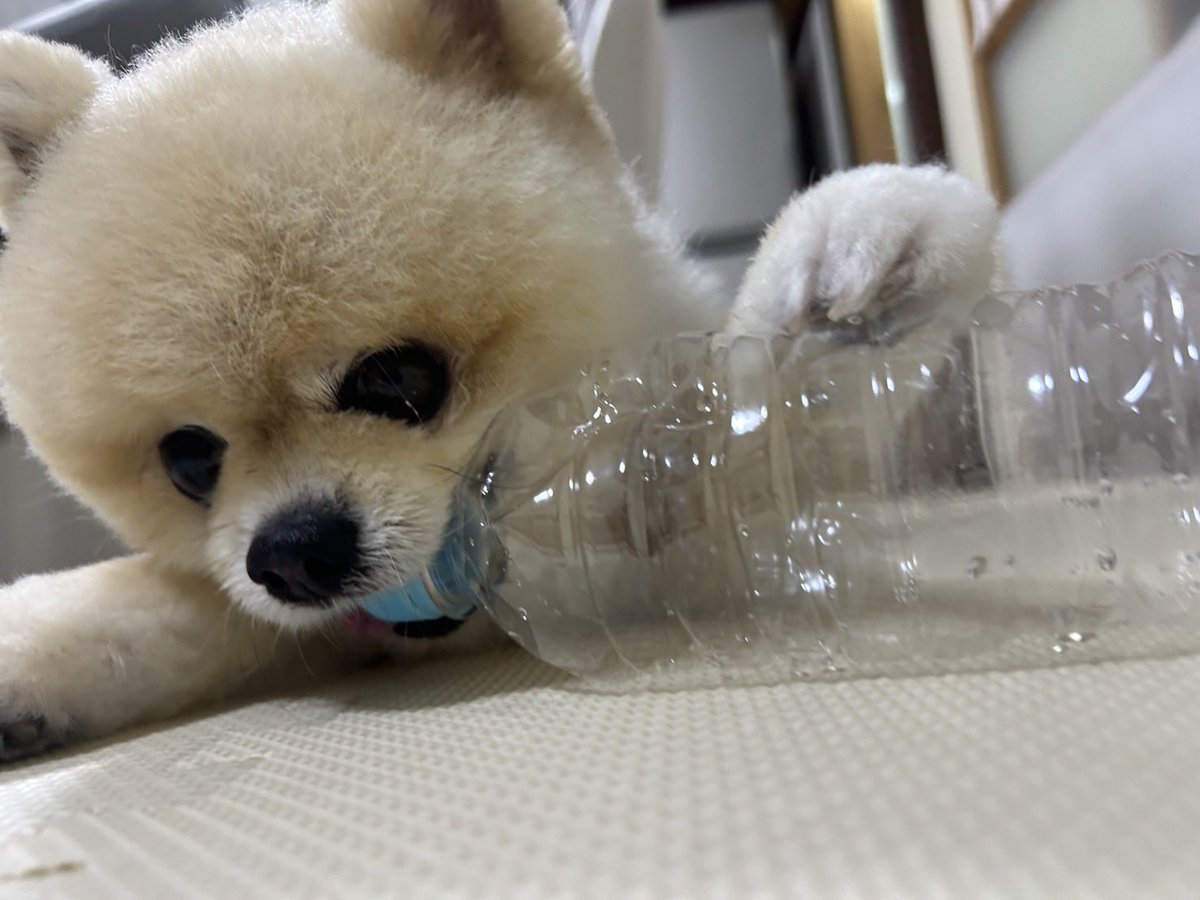 bokulub0601's tweet photo. 夏、暑すぎ🥲でも梅雨終わって湿気問題乗り越えた〜！！
エアコンは20度〜18度設定24h稼働🎐
飼い主毛布に包まれながら過ごしてます🤣 https://t.co/6zSu7MCAFS