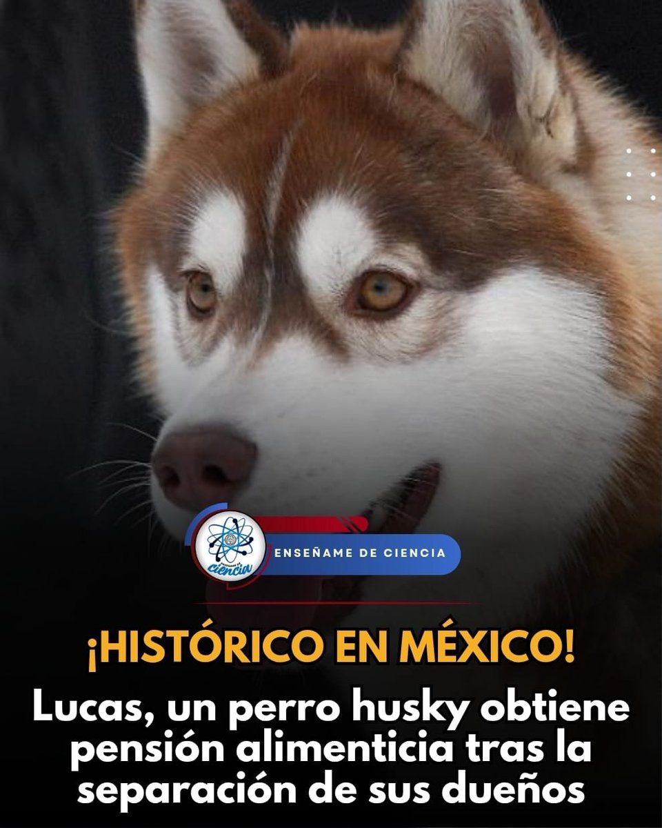 EnsedeCiencia's tweet photo. Por primera vez en México, un juzgado familiar de Tabasco ordenó que Lucas, un husky siberiano de tres años, reciba una pensión mensual de 700 pesos, además de la cobertura de sus gastos veterinarios, luego de la separación de la pareja que lo cuidaba. La resolución reconoce que el bienestar del animal debe protegerse incluso después del fin de la relación
