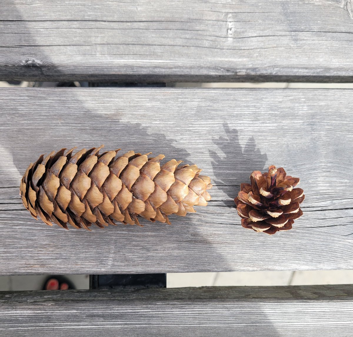 Poetiken1's tweet photo. بە کوردی بەمە دەڵێن چی لای ئێوە؟
.
.
What is the word for this in your Kurdish?
.
#cones
#pinecones https://t.co/YAvxqlRouI