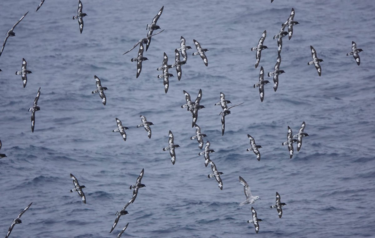 AddeyNick's tweet photo. Pintado Petrels and one Southern Fulmar Elephant Island Jan 2026. A flock of c80 followed the ship as we sailed north.
#sapphireprincess
#antarctica https://t.co/roCI4Ucejc