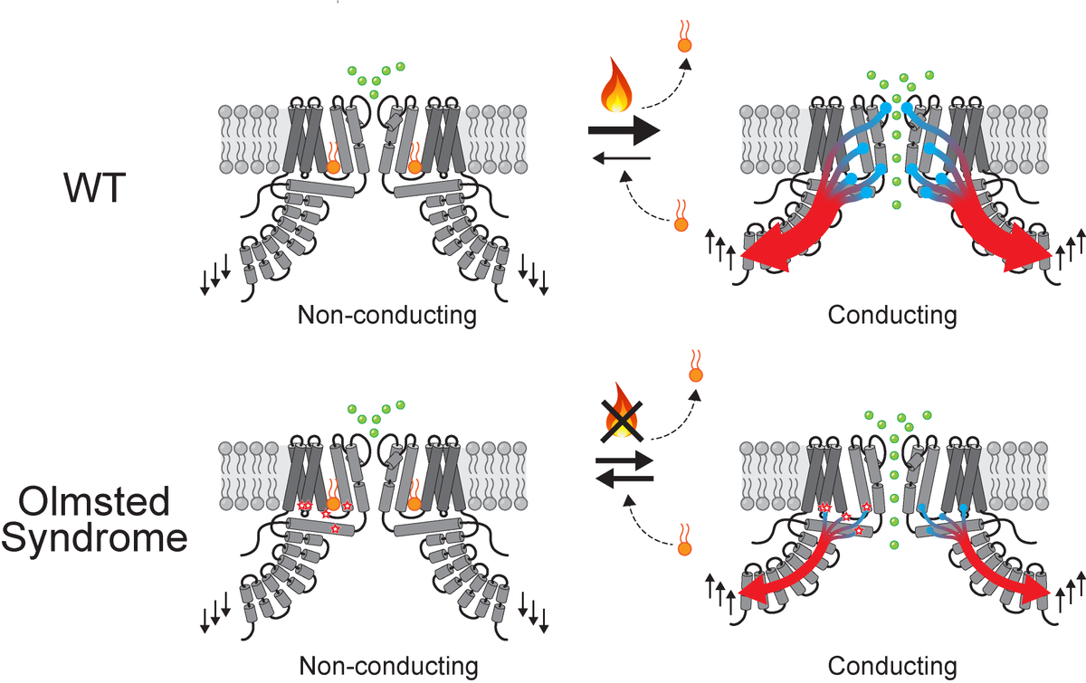 AlexanderSobol6's tweet photo. Officially published! Structures of TRPV3 with Olmsted syndrome mutations, which reduce channel’s temperature sensitivity, uncover the molecular basis of this severe genodermatosis and highlight unique features of TRPV3 channel gating. https://t.co/AYleUzox28 https://t.co/lEzK8qee2N