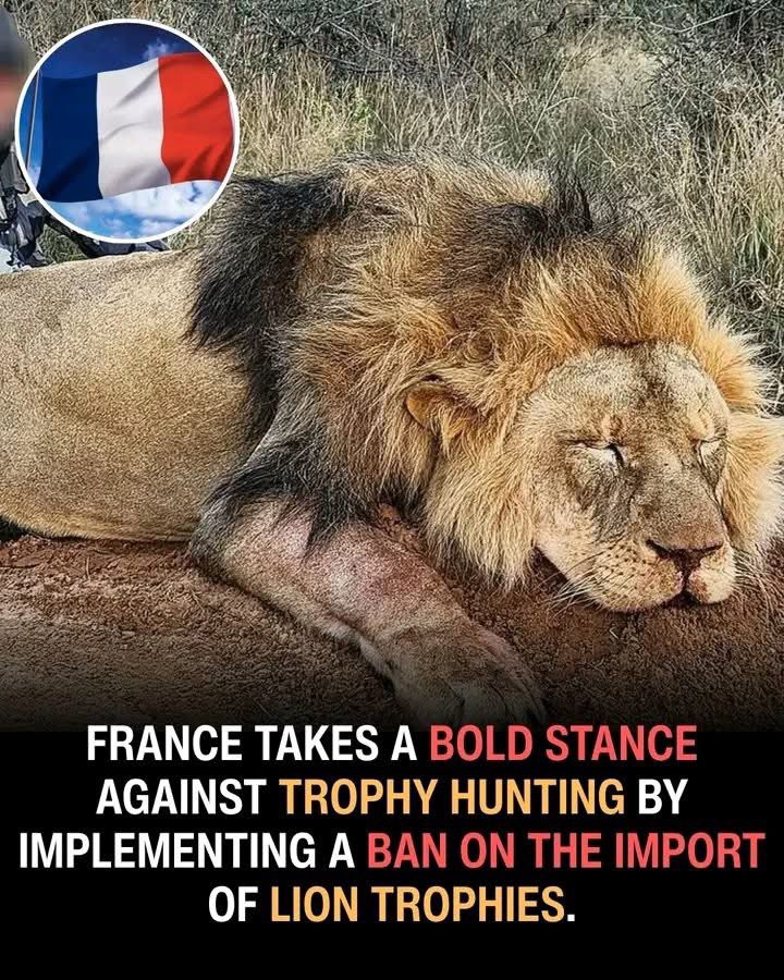 Protect_Wldlife's tweet photo. Well Done France 🇫🇷

HUGE NEWS: France has committed to ending the import of hunting trophies from endangered species, suspending all import permit applications with immediate effect. https://t.co/lBIIQ2dj17
