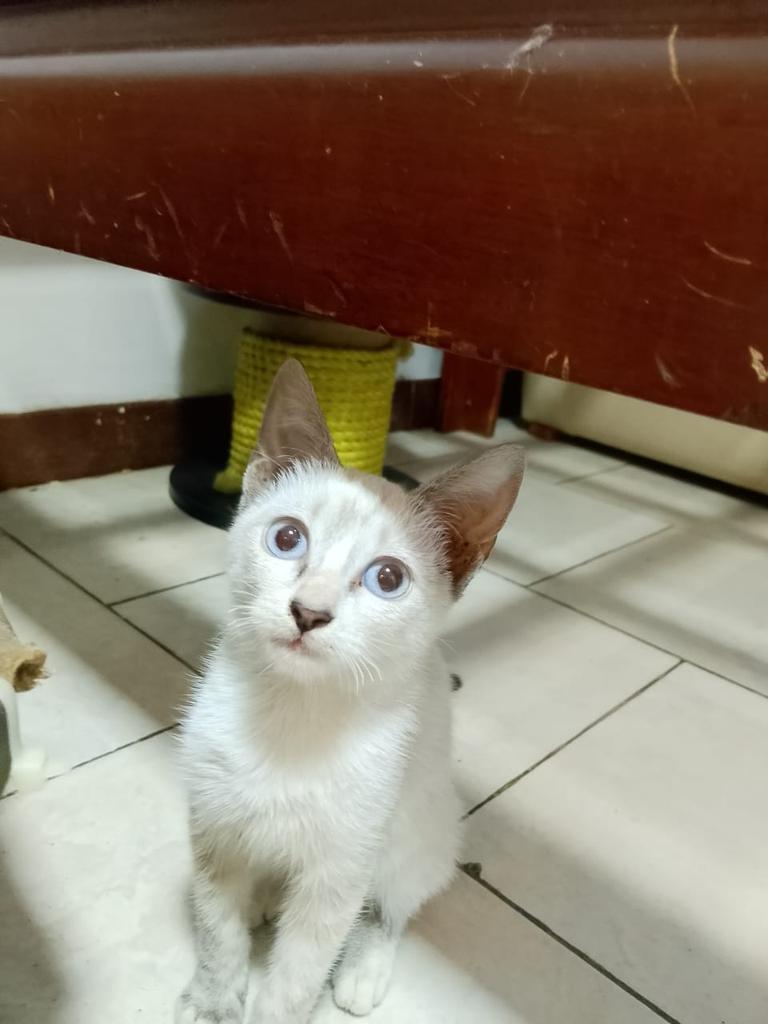 yaracalcagno's tweet photo. Difundo. En adopción o resguardo la rescaté anoche hembra 3 meses no la puedo tener tengo  una gata recién operada. está en Guarenas quien me ayude se lo agradecería contacto 04127212166 https://t.co/gjP9q9b9mt