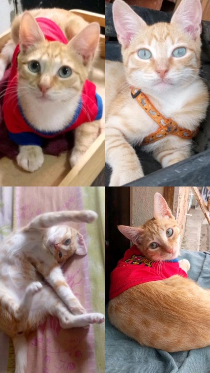 apoyocanino's tweet photo. Gatitos que buscan una segunda oportunidad 

#Casosdeterceros

El es Simba tiene 7 meses rescatado de una quebrada está castrado muy tranquilo y cariñoso usa arenero lo llevo a su hogar guarenas guatire o caracas zonas céntricas 

Contacto 04122040175 https://t.co/LGTyLMsJV4