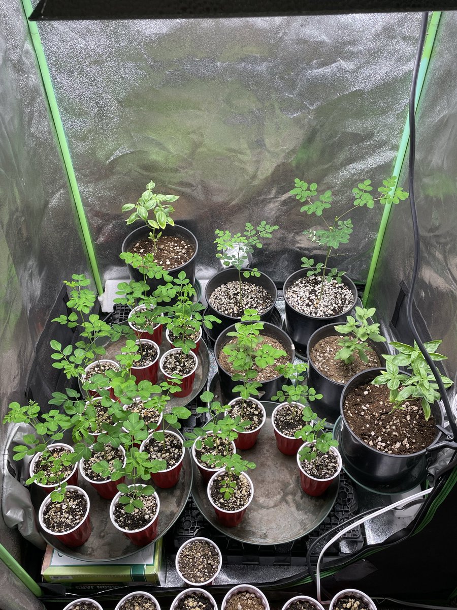 larrym721's tweet photo. indoor Homegrown Moringa  🌿
Moringa is one of the most nutritious and rewarding plants you can grow. vitamin A,vitamin K, along with vitamin C, vitamin E, calcium, potassium, magnesium, iron and manganese, It also contains all nine essential amino acids. Anti cancer compounds https://t.co/eo2fIMZC7u