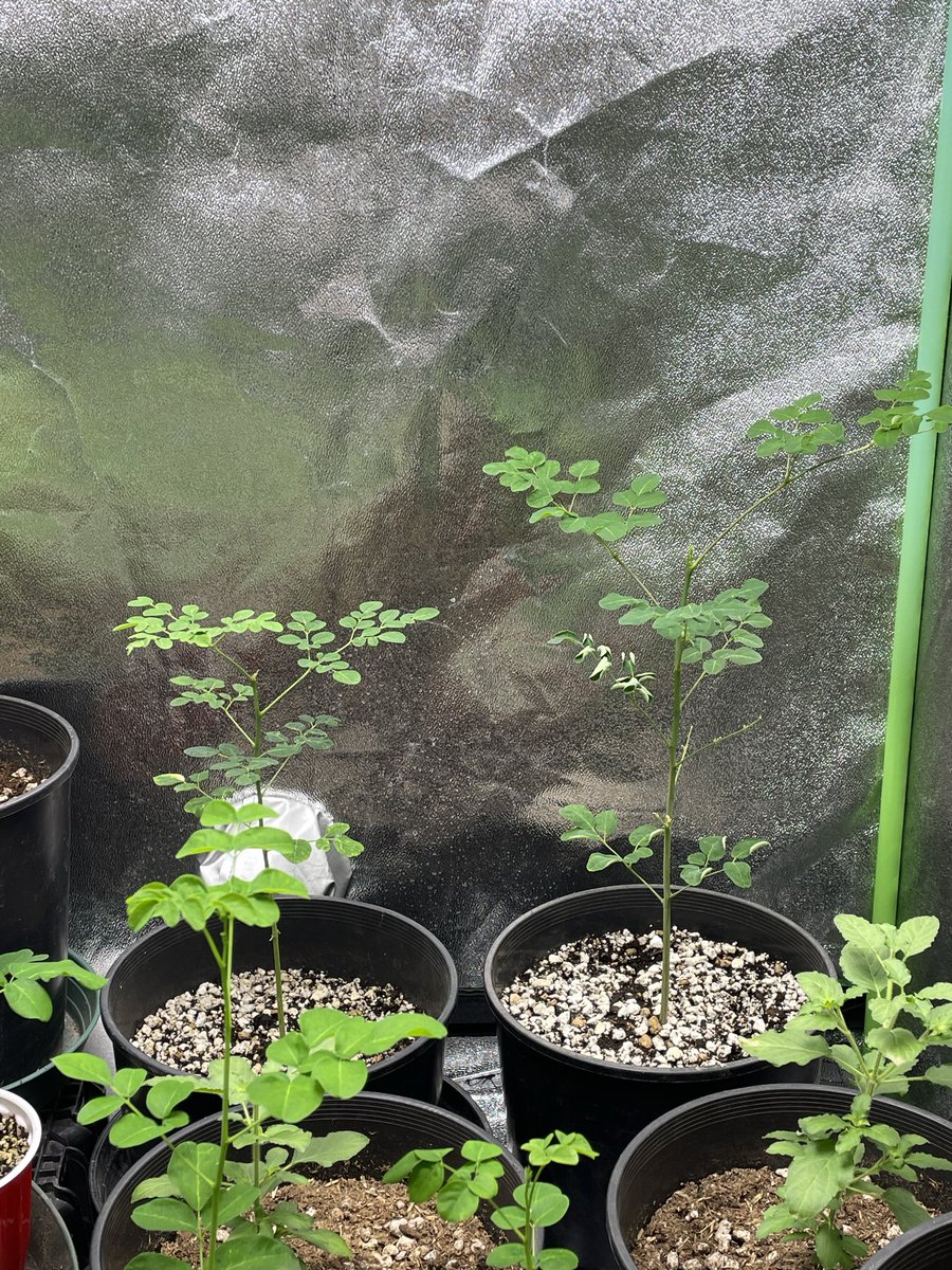larrym721's tweet photo. indoor Homegrown Moringa  🌿
Moringa is one of the most nutritious and rewarding plants you can grow. vitamin A,vitamin K, along with vitamin C, vitamin E, calcium, potassium, magnesium, iron and manganese, It also contains all nine essential amino acids. Anti cancer compounds https://t.co/eo2fIMZC7u