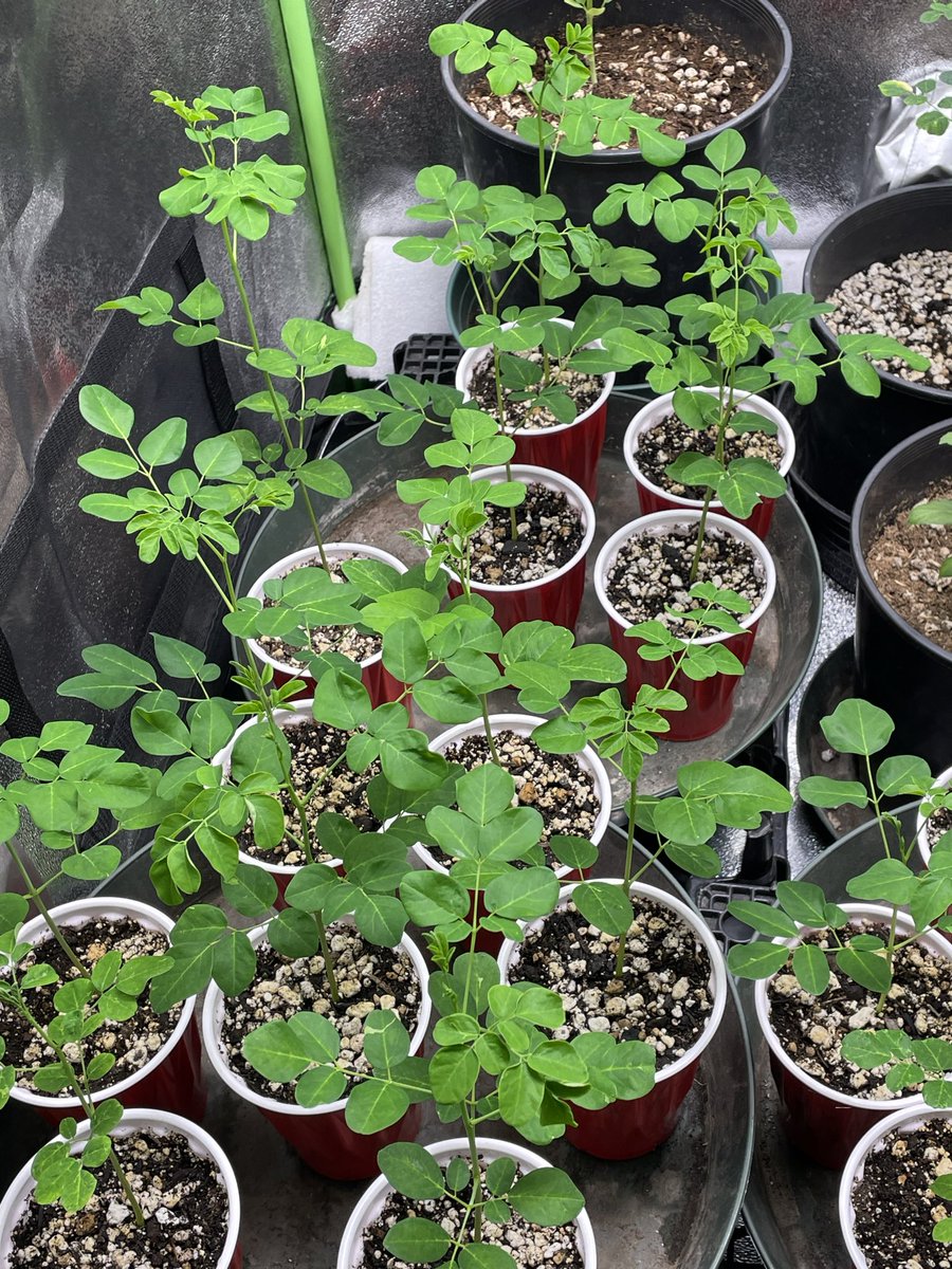 larrym721's tweet photo. indoor Homegrown Moringa  🌿
Moringa is one of the most nutritious and rewarding plants you can grow. vitamin A,vitamin K, along with vitamin C, vitamin E, calcium, potassium, magnesium, iron and manganese, It also contains all nine essential amino acids. Anti cancer compounds https://t.co/eo2fIMZC7u