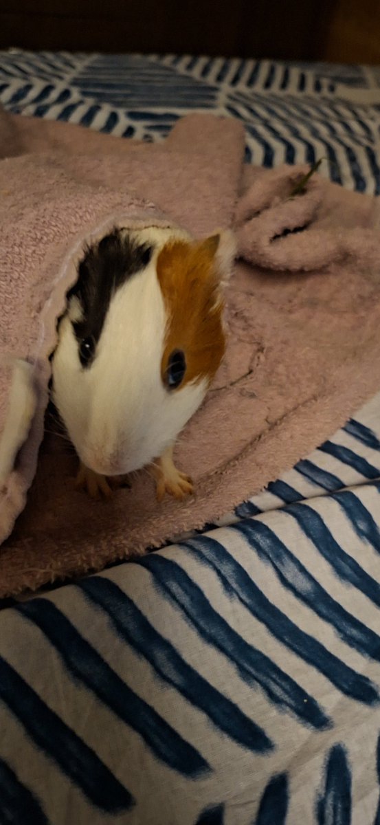 minhosttar's tweet photo. amo essa bolinha https://t.co/YYmUV6oJvU