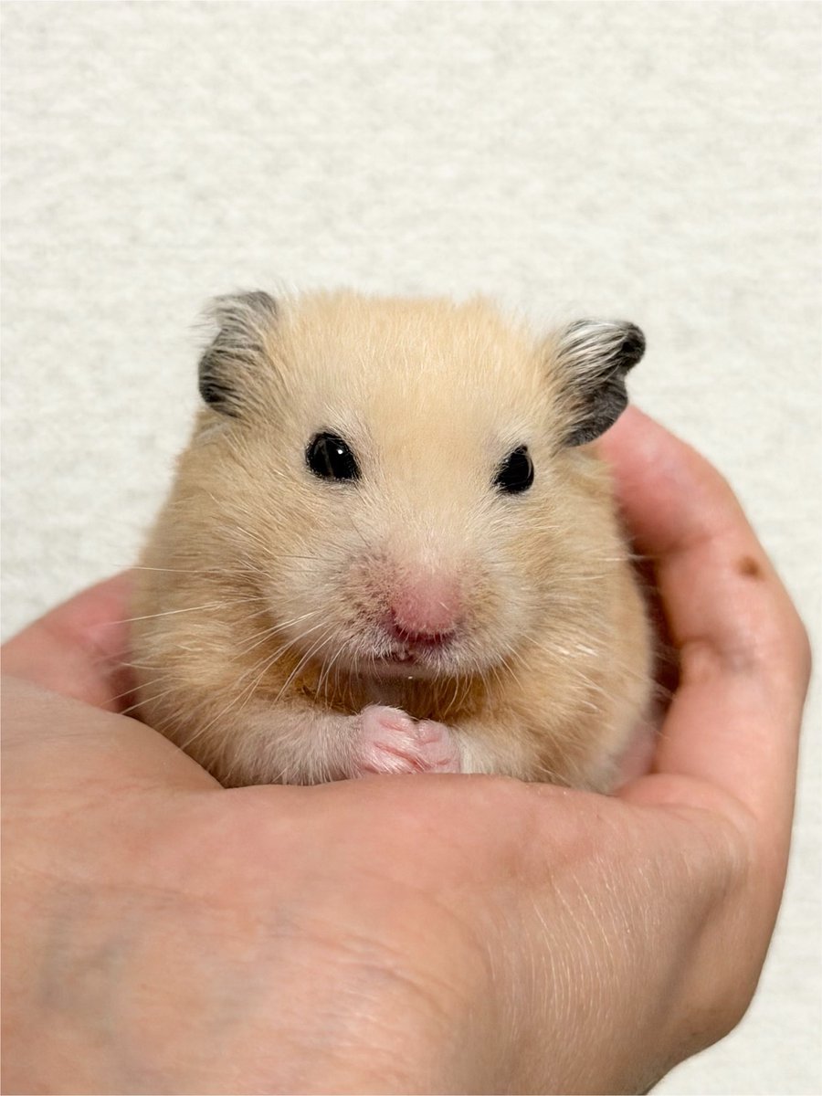 99_kuku_cq's tweet photo. 手乗り一頭身 https://t.co/lpRpX2sG7d