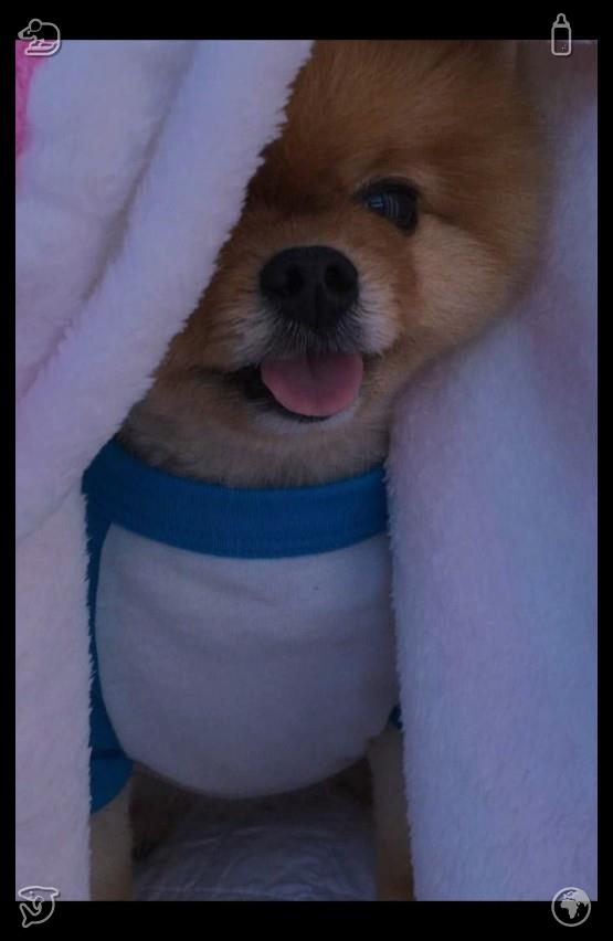 jackTheo3's tweet photo. 😧Pink and blue striped blanket on the chair966868Dog sleeps comfortably on the carpet https://t.co/3yqE5ho2D9