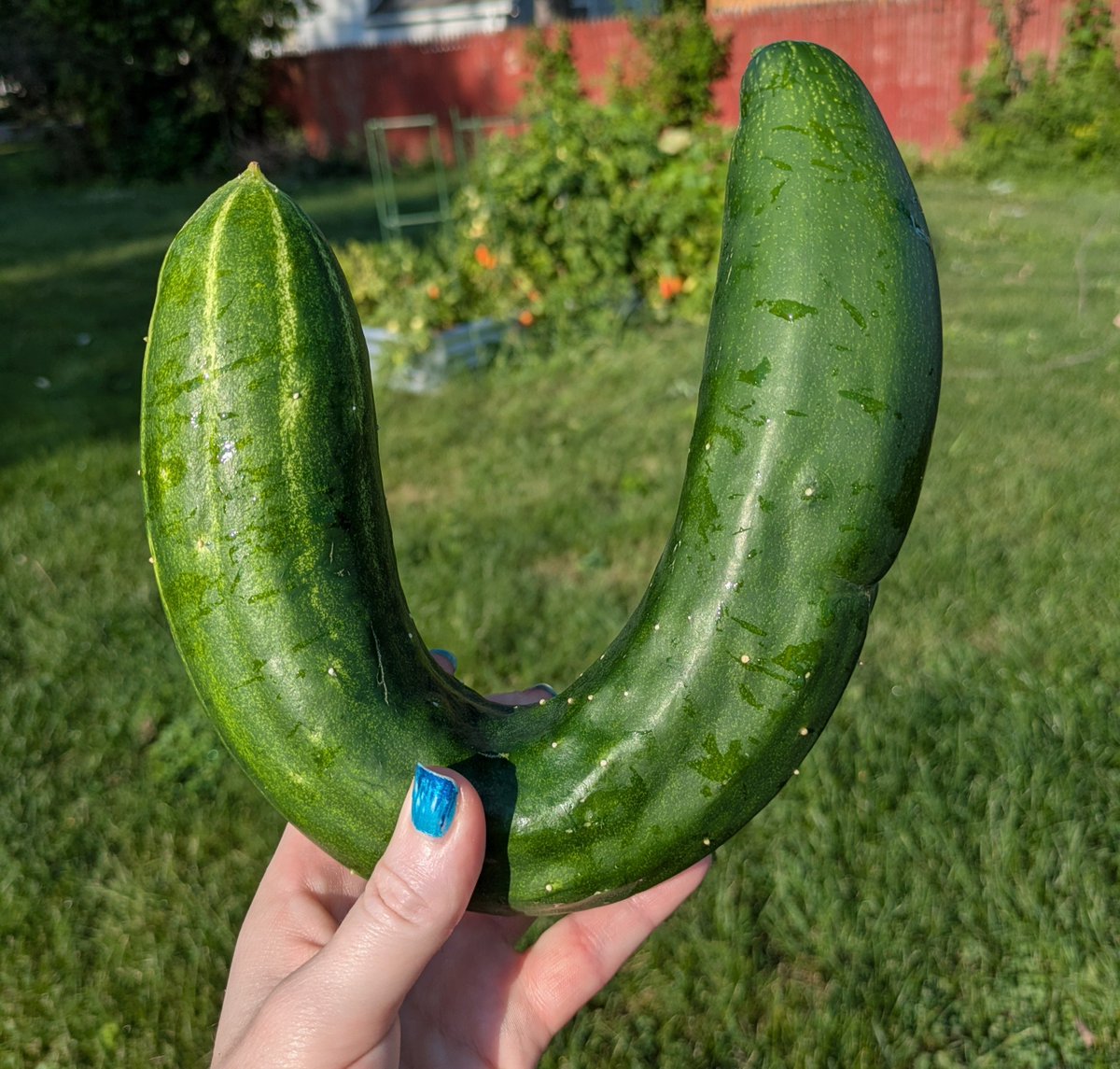 LynsAndFriends's tweet photo. Is this cucumber normal? It seems bent out of shape 😕 https://t.co/1SOyK2PdLV