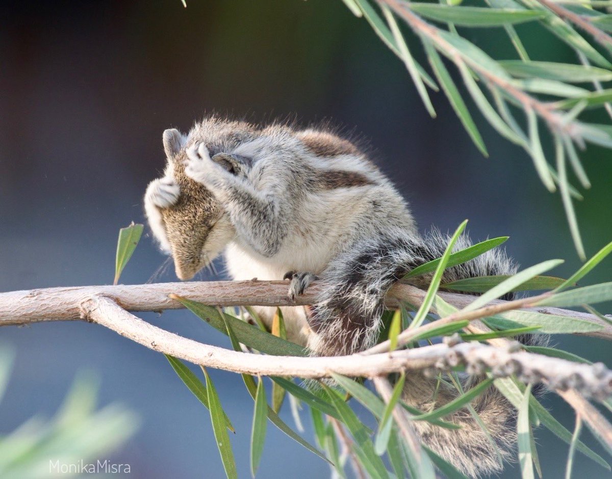 drmonikamm's tweet photo. Today's Photo Challenge: SQUIRRELS 🐿️❤️❤️

Quote it or Share it 👇 https://t.co/75eOV2hbvW