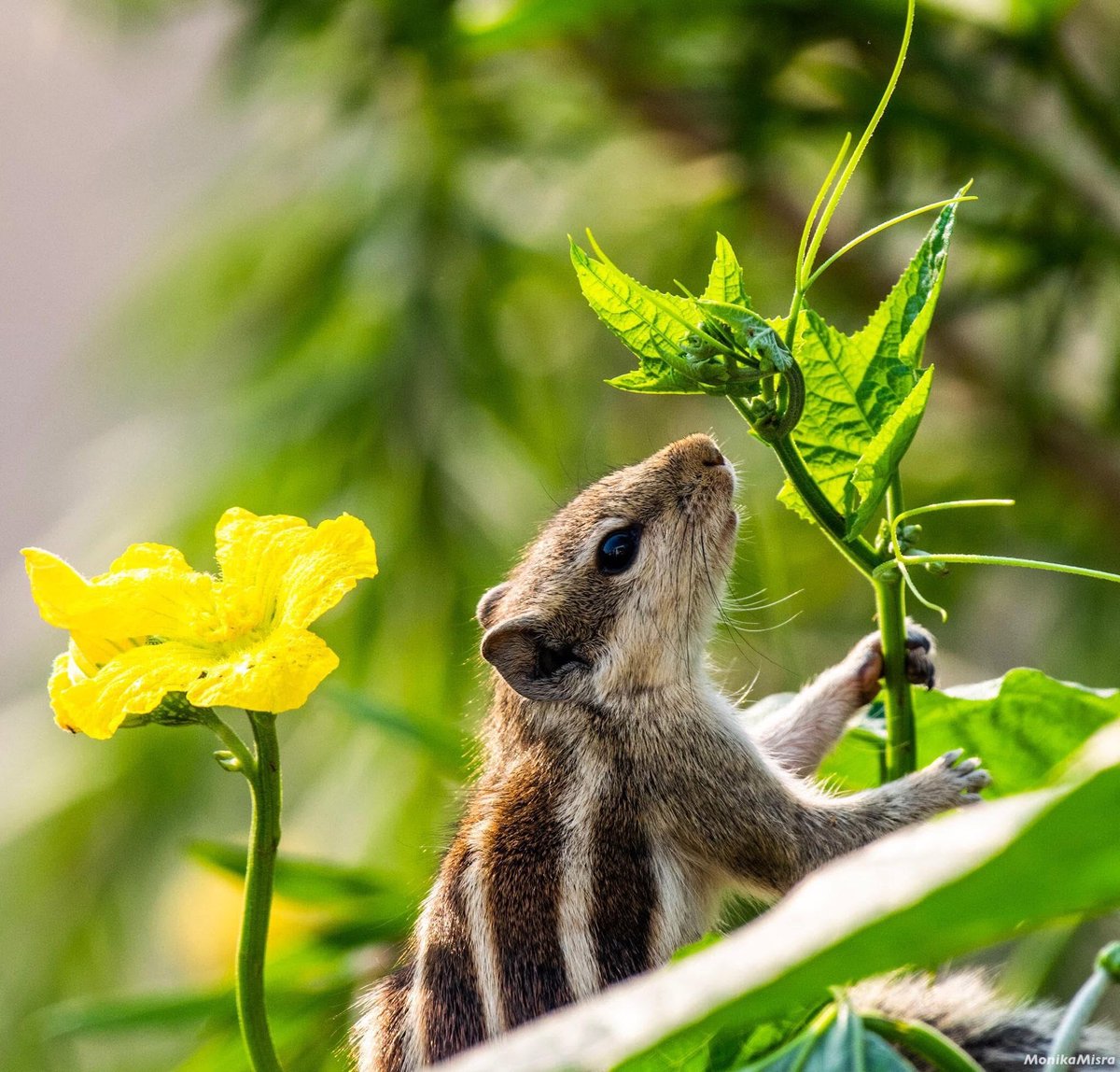 drmonikamm's tweet photo. Today's Photo Challenge: SQUIRRELS 🐿️❤️❤️

Quote it or Share it 👇 https://t.co/75eOV2hbvW