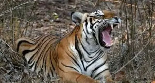 Nava_Bharat's tweet photo. बालाघाट के कान्हा में बाघों की मौत , कई सवाल जवाब गायब
https://t.co/5NyZ7Xvcr0
#Balaghat #Kanha #KanhaTigerReserve #TigerDeath #TigerDeaths #Wildlife #WildlifeConservation #SaveTigers #MadhyaPradesh #ForestDepartment #WildlifeNews #BreakingNews #Investigation #Nature #BigCats https://t.co/bIkxLgV7OF