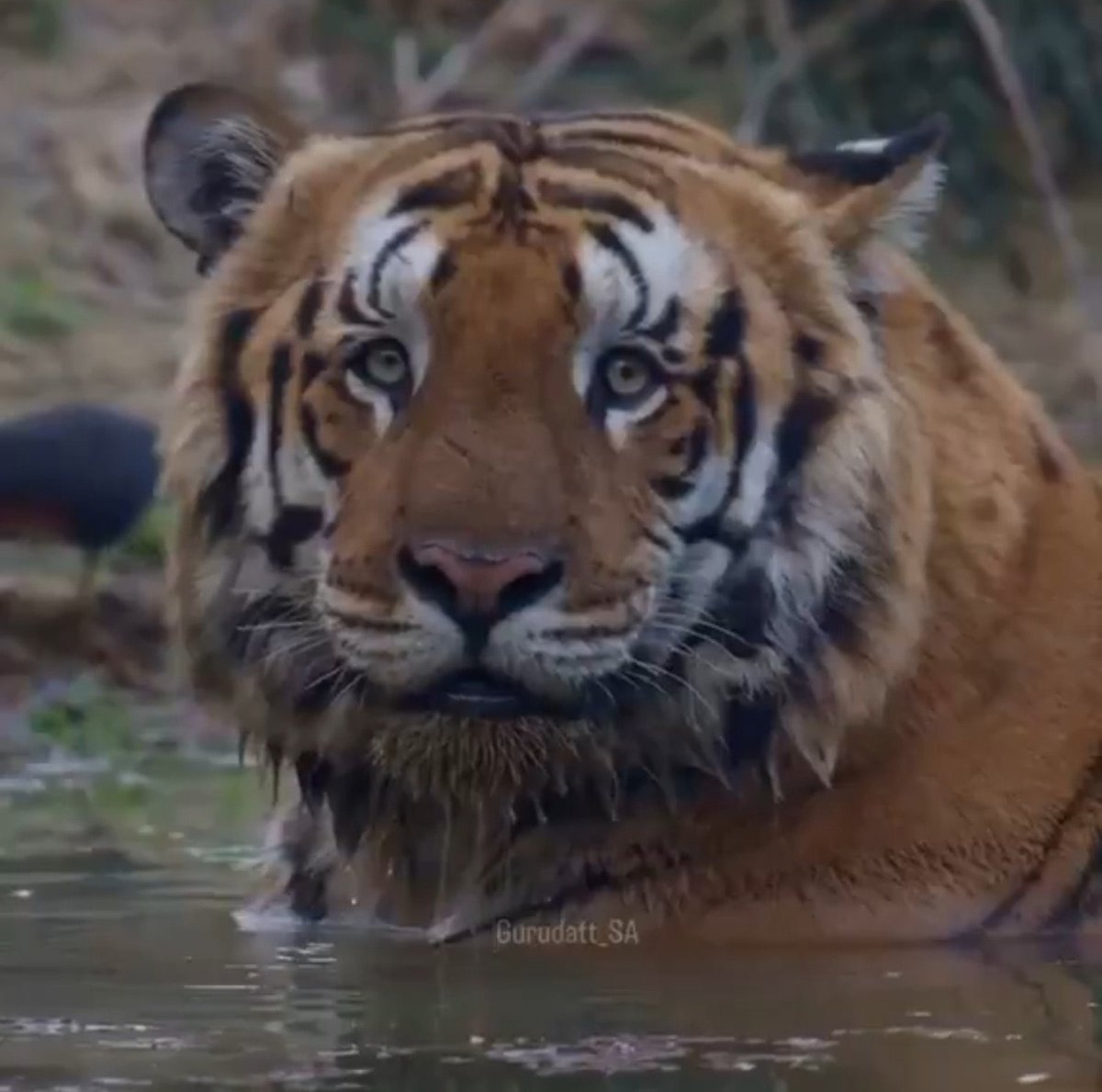 tanishqakhatri's tweet photo. so, you are telling me hes an apex predator? does he know he is? 😭 https://t.co/BwYwedJoOf