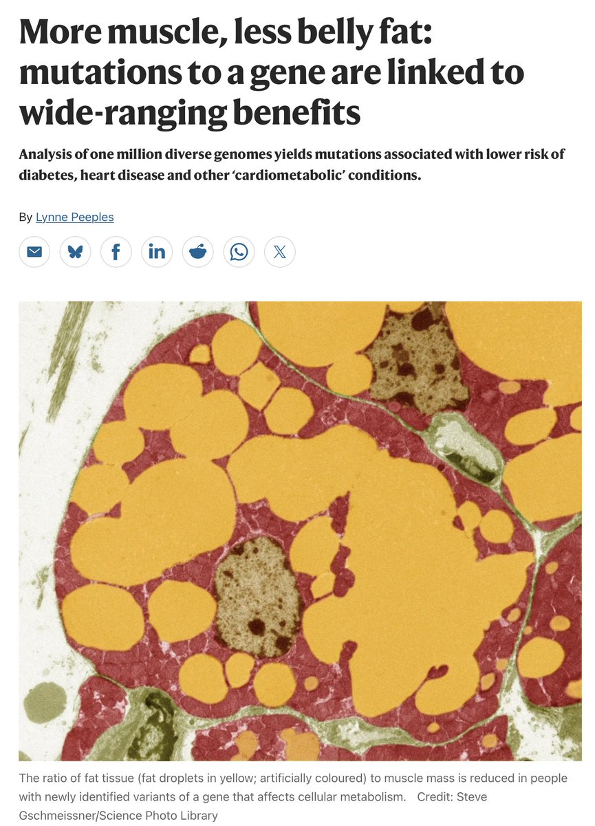 EricTopol's tweet photo. New finding  @Nature from >1 million diverse individuals: 
These are rare FNIP gene variants that are very good to have
Less belly fat, more muscle, 60% lower chance of cardio
metabolic disease, protection vs obesity 
https://t.co/pbwBzt2w5o
https://t.co/f6lCPg5tI0 https://t.co/b3Cgr7fNYb