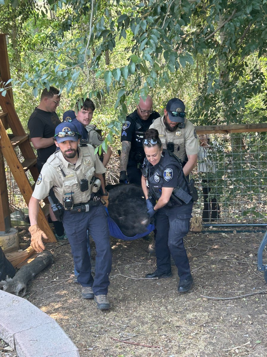 Colorado Parks and Wildlife officers carrying a large bear under sedation